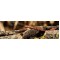 FishUp ARW Worm 2'' (5,5 cm)